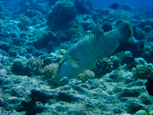 Humphead wrasse (Cheilinus undulatus) in initial phase prior to changingsex