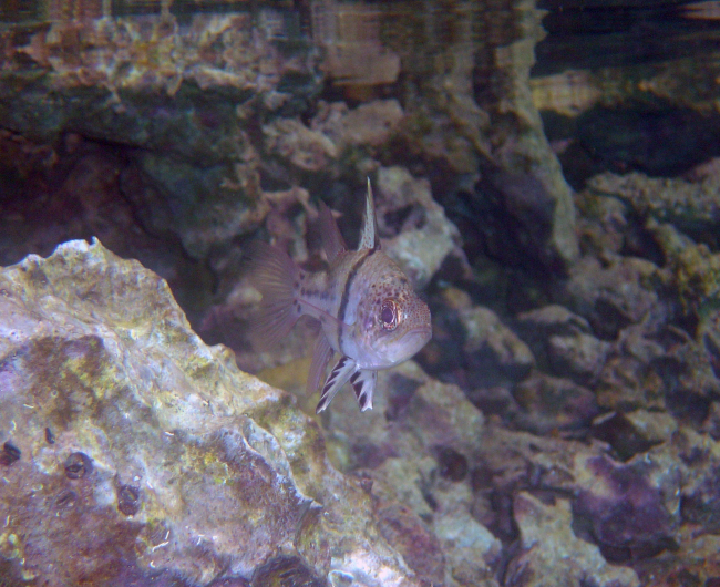 An orbiculate cardinalfish (Sphaeramia orbicularis) as seen head-on