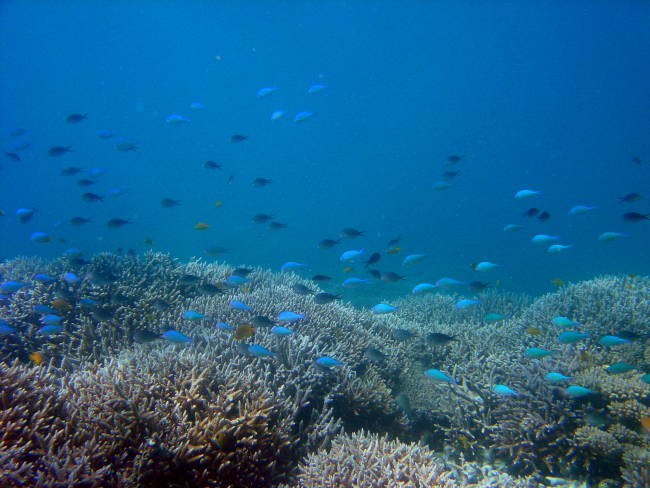 Reef scene with school of damselfish