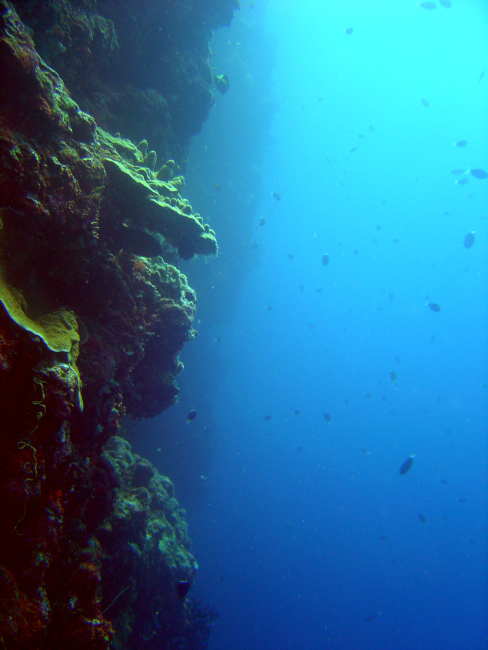 Vertical reef wall