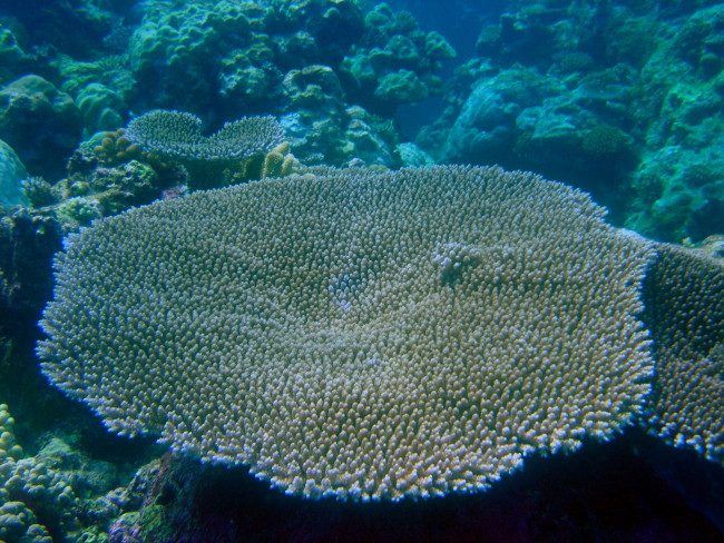 Table coral (Acropora sp