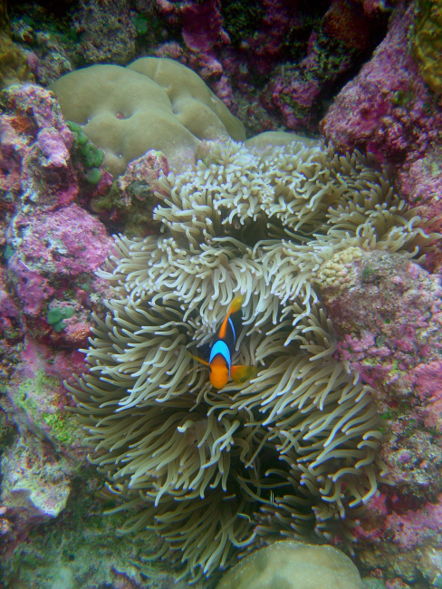 Large anemone and orange-fin anemonefish (Amphiprion chrysopterus)