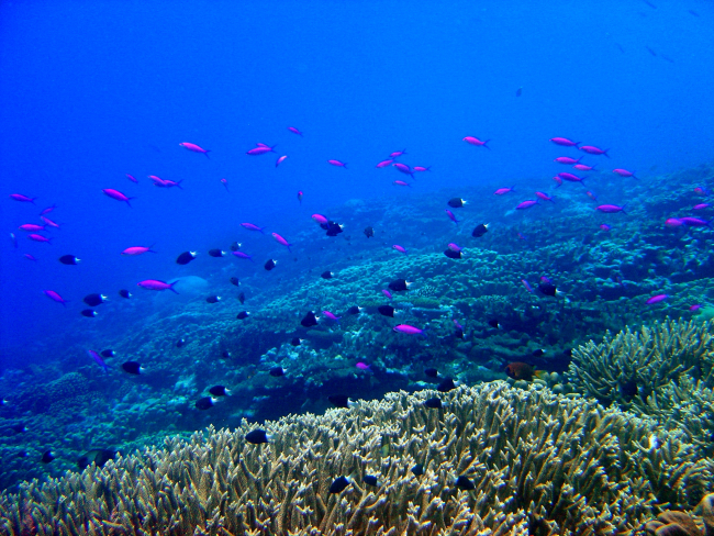 Reef scene with school of purple queen fish (Pseudanthias pascalus) andbicolor chromis (Chromis margaretifer)