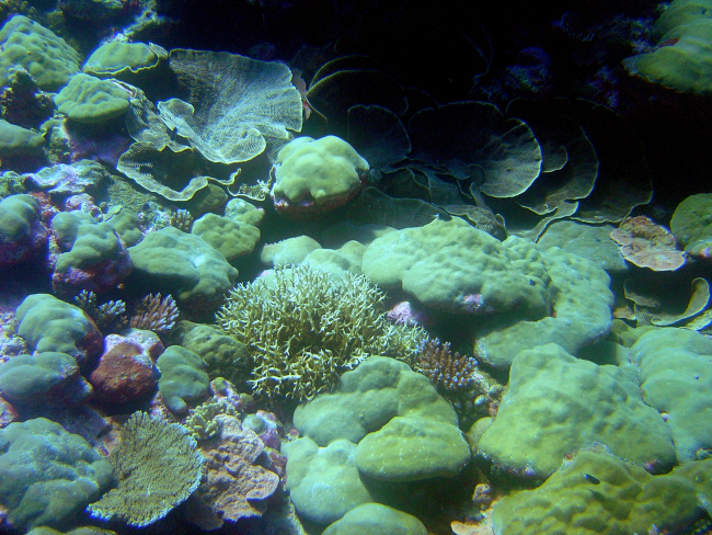 A beautiful patch of various coral species