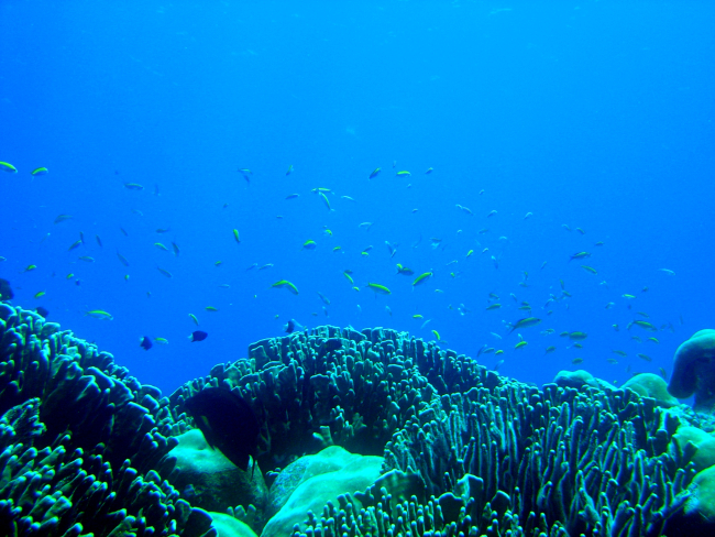 Patch of corals with anthiases and bicolor chromis (Chromis margaritifer) inthe distance
