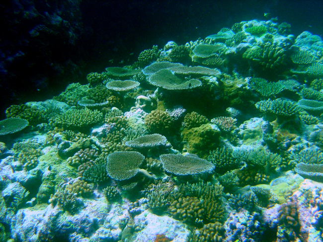 A reef scene dominated by various species of Acropora