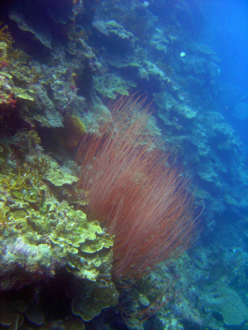 A striking colony of red whip coral on a near vertical reef