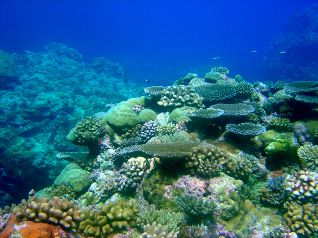 A beautiful coral garden