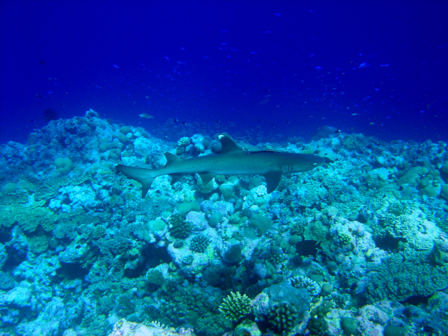 White tip shark (Trianodon obesus) with accompanying remora