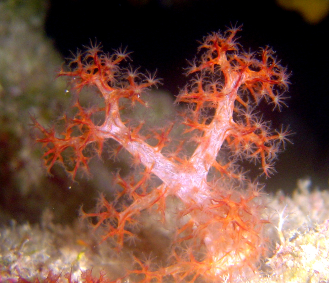 Soft coral (Dendronephtya sp