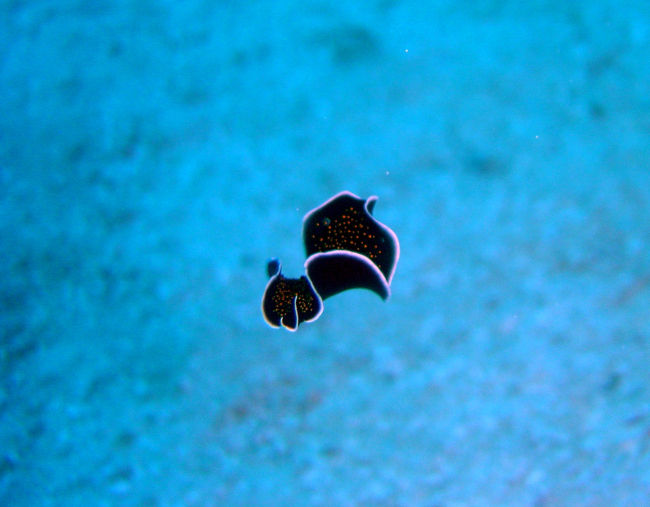 Swimming flatworm (Thysanozoon sp