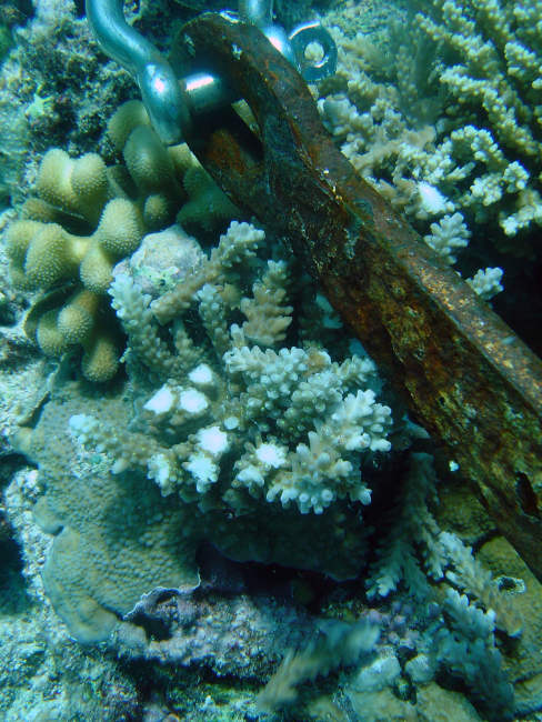 Anchor stock lying on and destroying live corals