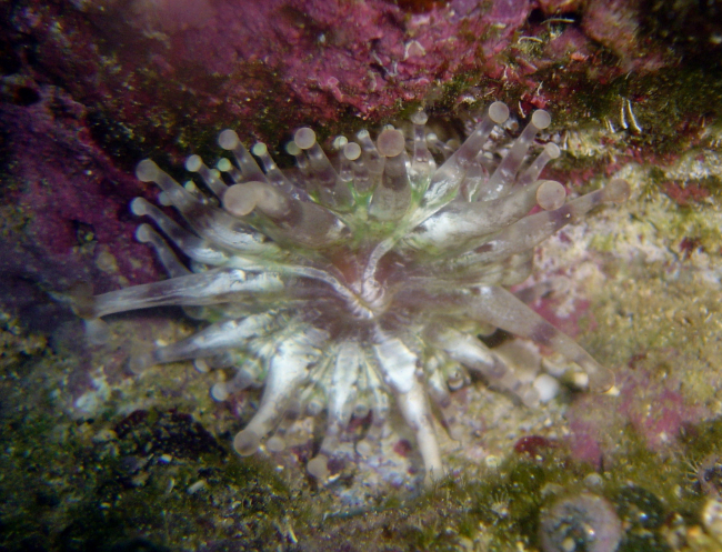 Sea anemone (Telmatactis sp