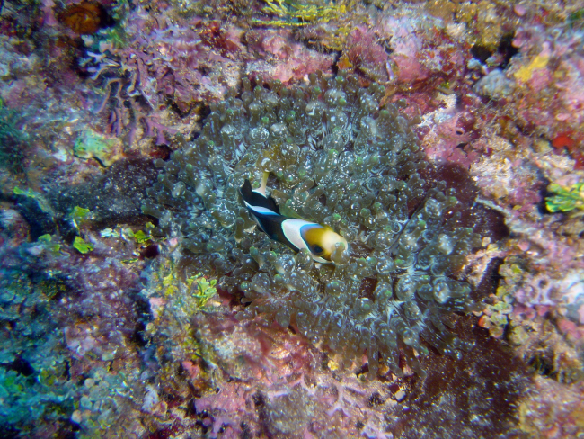 Sea anemone with anemonefish