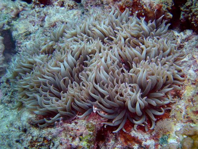 Beautiful pink-tipped sea anemone tentacles