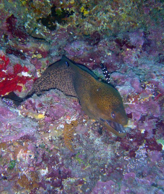 Giant moray (Gymnothorax javanicus) at Wing Beach