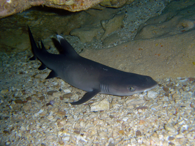 Whitetip shark (Trianodon obesus)