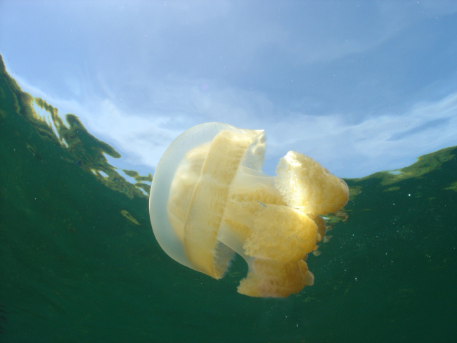 A solitary jellyfish as seen from below
