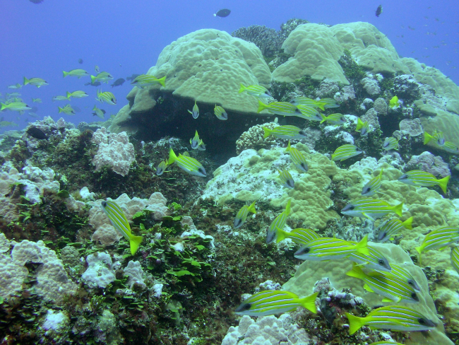 A reef scene dominated by bluelined snapper (Lutjanus kasmira)