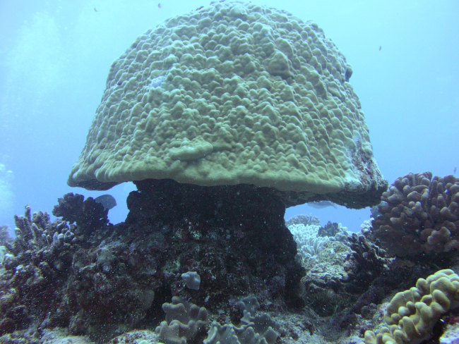 A large coral head