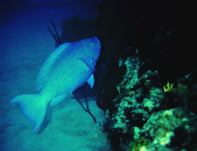 Blue parrotfish (Scarus coeruleus)