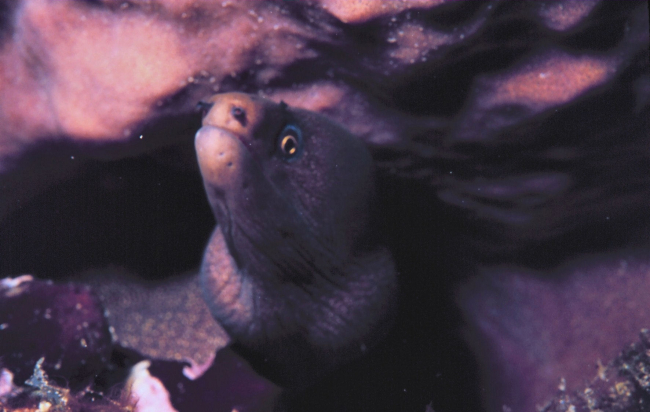 Viper moray eel (Enchelychore nigricans)