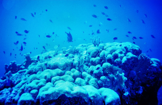 A melange of small reef fishes