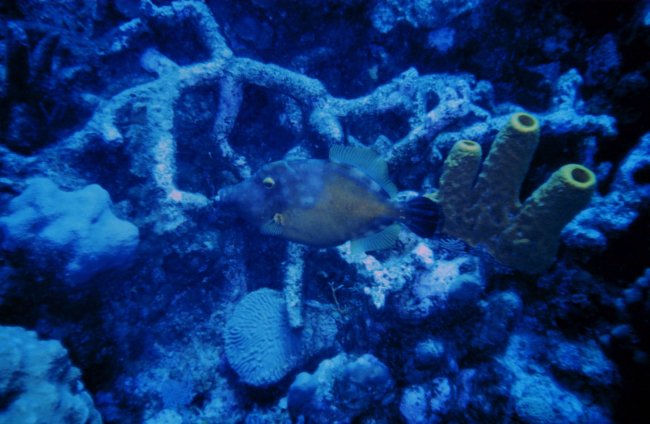 White-spotted Filefish (Cantherhines macrocerus)