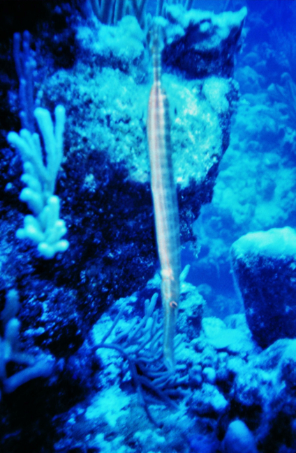 Trumpetfish  (Aulostomus maculatus)
