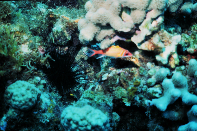 Longjaw squirrelfish (Neoniphon marianus) and large urchin
