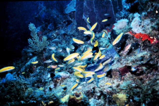 Assemblage of bluehead wrasse females
