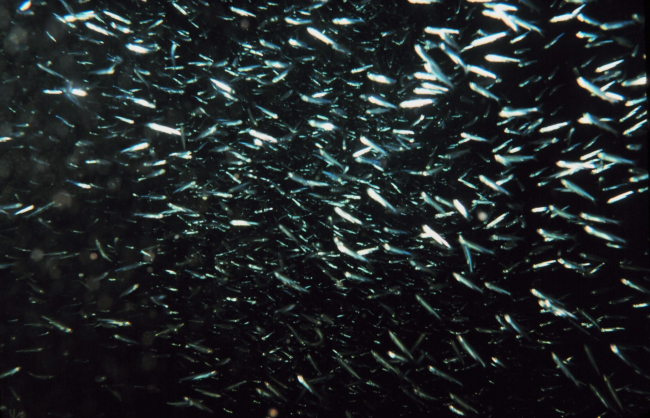 Large school of herring? sardine?