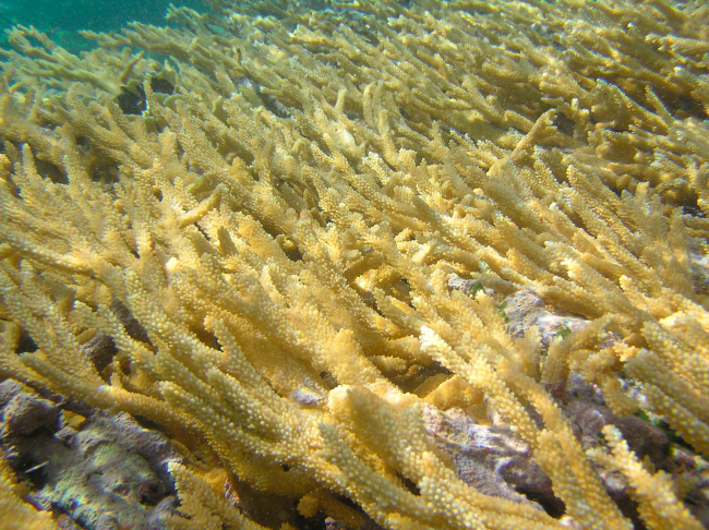 A coral vista