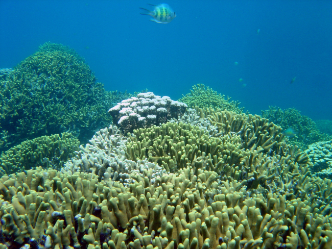 Staghorn damsel (Amblyglyphododon curacao) cruising over a coral rich area