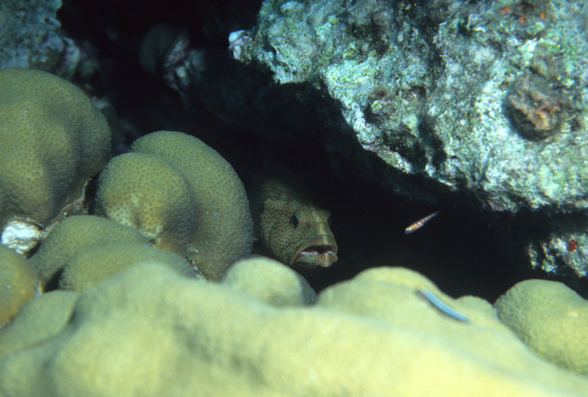 Rock hind (Epinephelus adscensionis) peering out from crevice