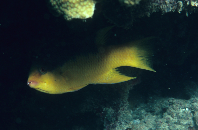 Spanish hogfish (Bodiamus rufus)