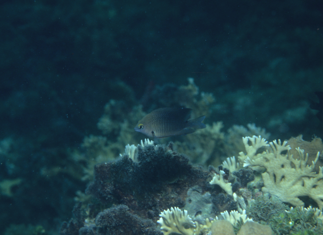 Threespot damselfish (Stegastes planifrons)