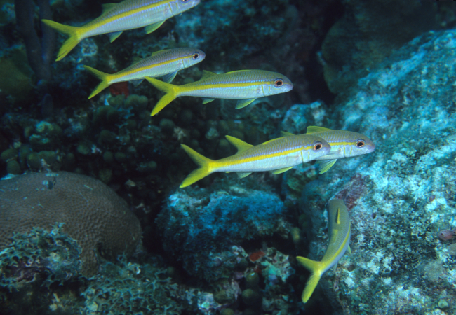 Yellow goatfish (Mulloidichthys martinicus)