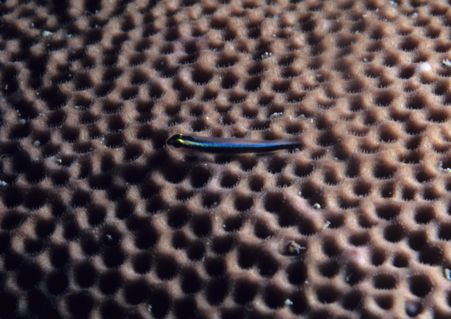 Sharknose goby (Gobiosoma evelynae)
