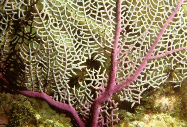 Closeup of purple sea fan