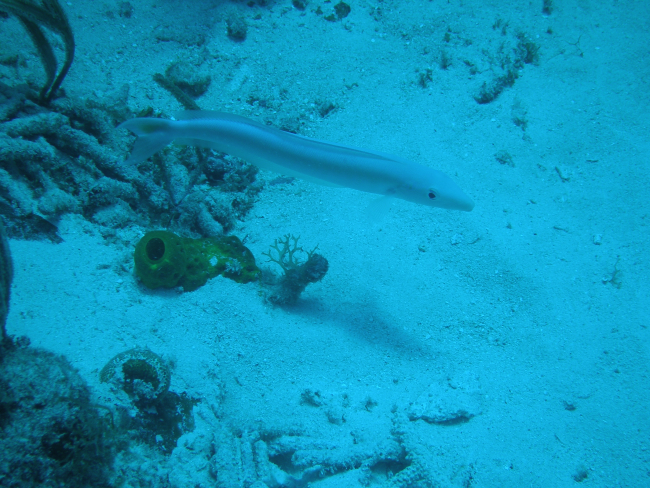 Sand tilefish (Malacanthus plumieri)