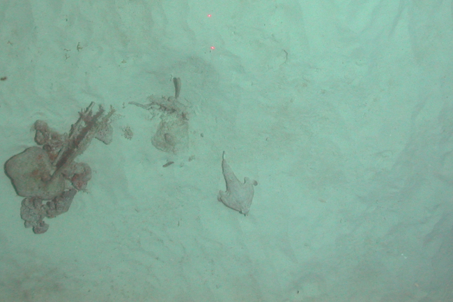 Shortnose batfish (Ogcocephalus nasutus)