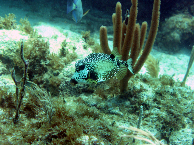 Smooth trunkfish (Lactophrys triqueter)
