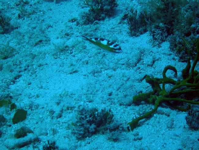 Tobaccofish (Serranus tabacarius)