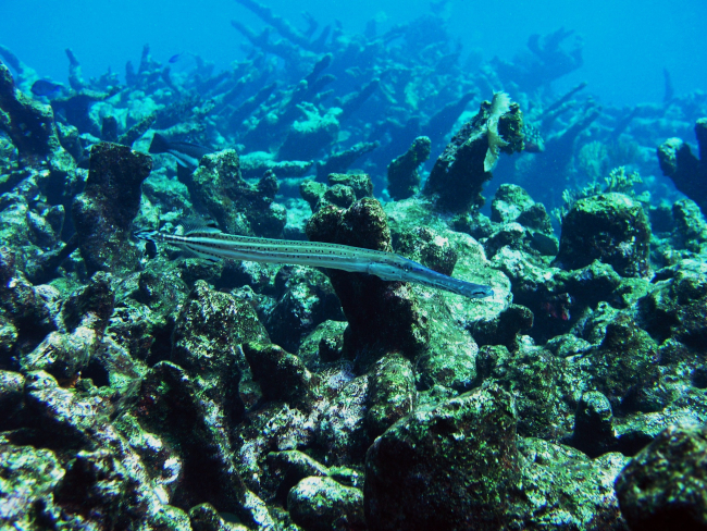Trumpetfish (Aulostomus maculatus)