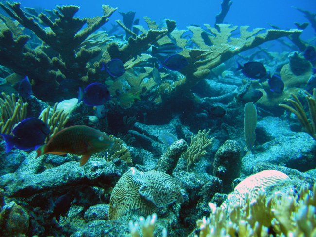Reef scene with blue tang and parrotfish