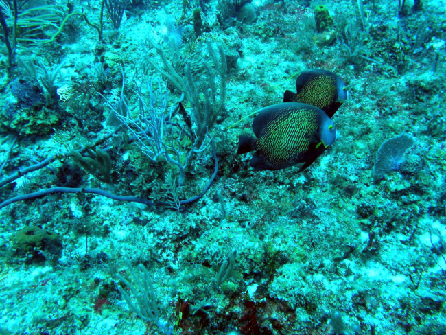 French angelfish (Pomacanthus paru)