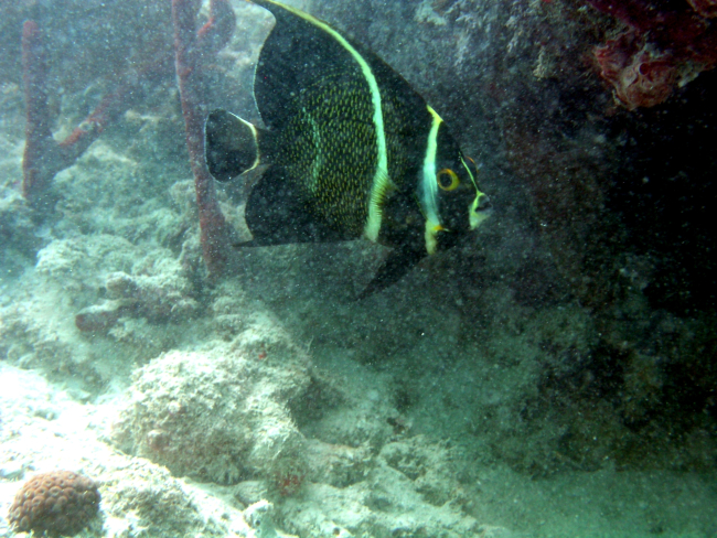 French angelfish (Pomacanthus paru)