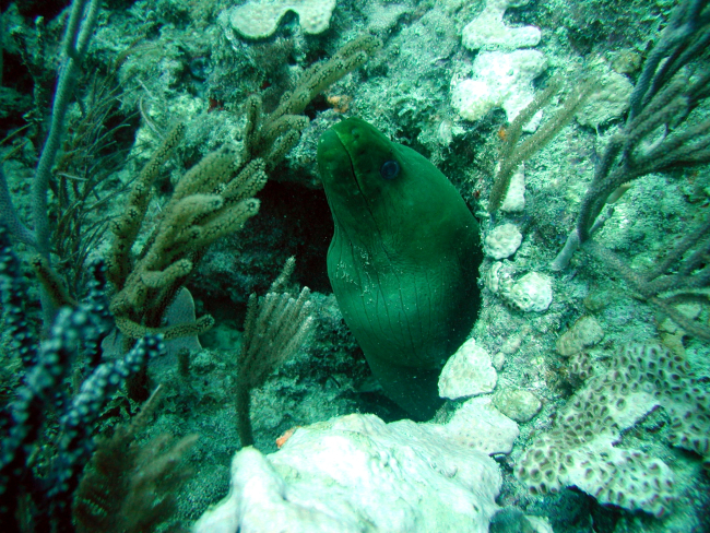 Green moray (Gymnothorax funebris)