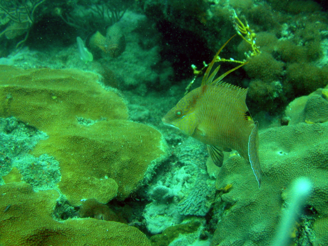 Hogfish (Lachnolaimus maximus)